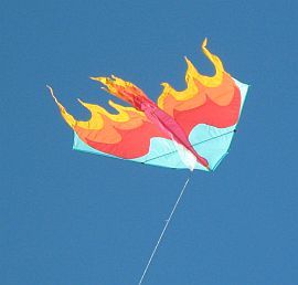 florida bird kite